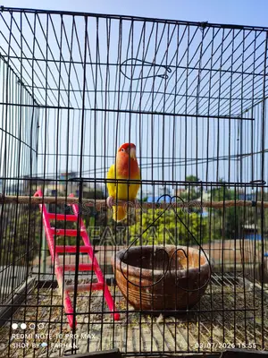 Adult Lovebird