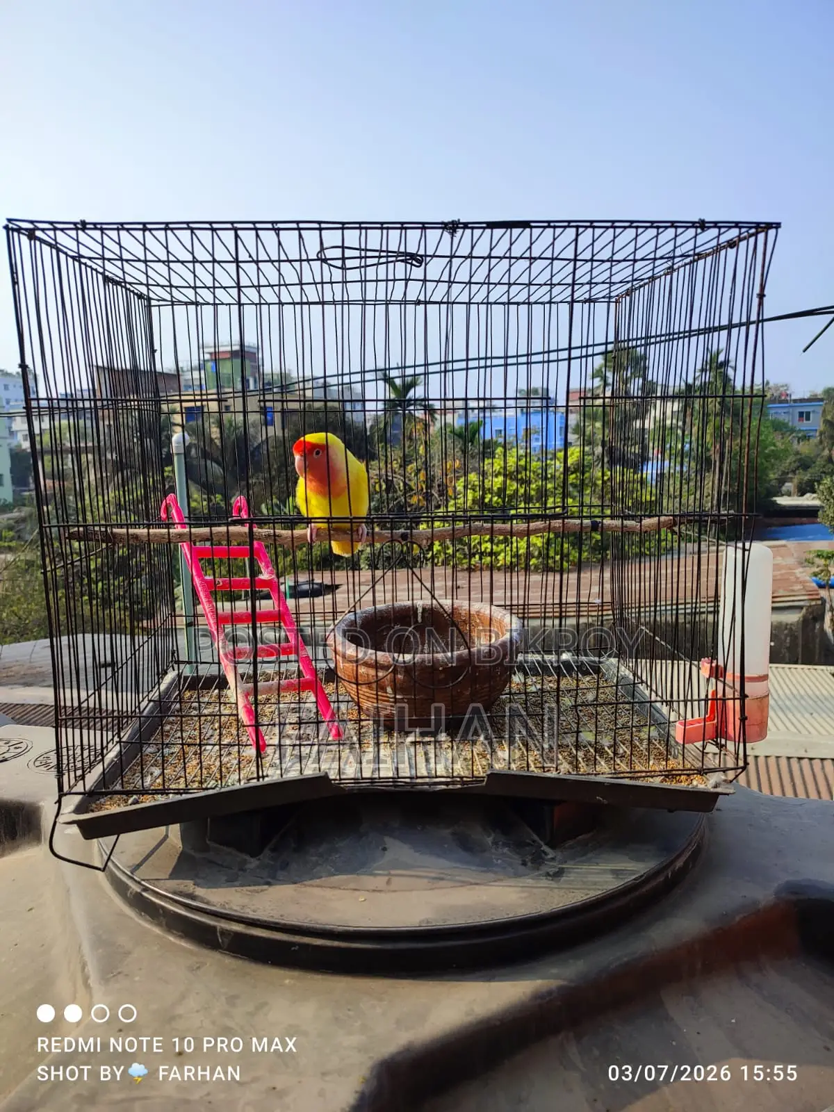 Adult Lovebird