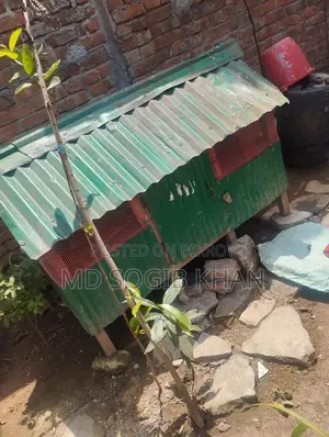 হাঁস মুরগির ঘর