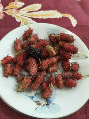 Mulberry Saplings