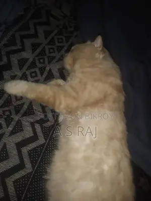 Mex Cat