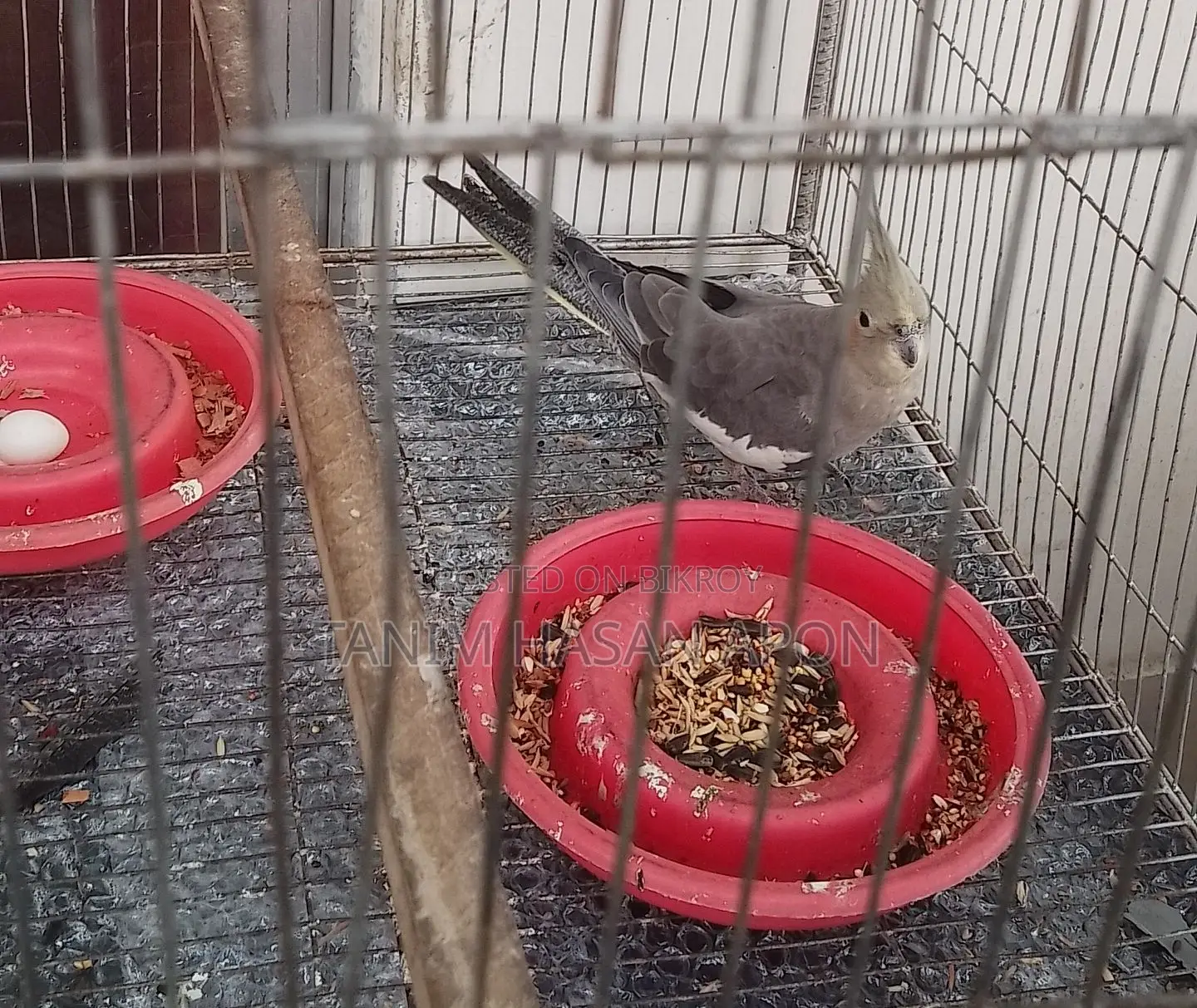 Adult Female Cockatiel Bird