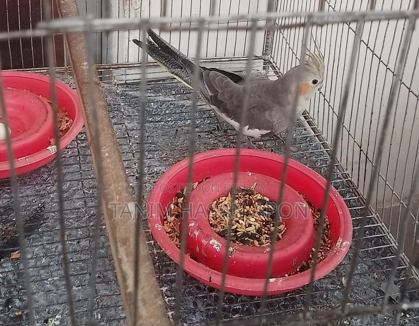 Adult Female Cockatiel Bird