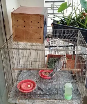 Adult Female Cockatiel Bird