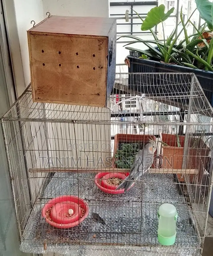 Adult Female Cockatiel Bird