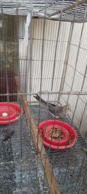 Adult Female Cockatiel Bird