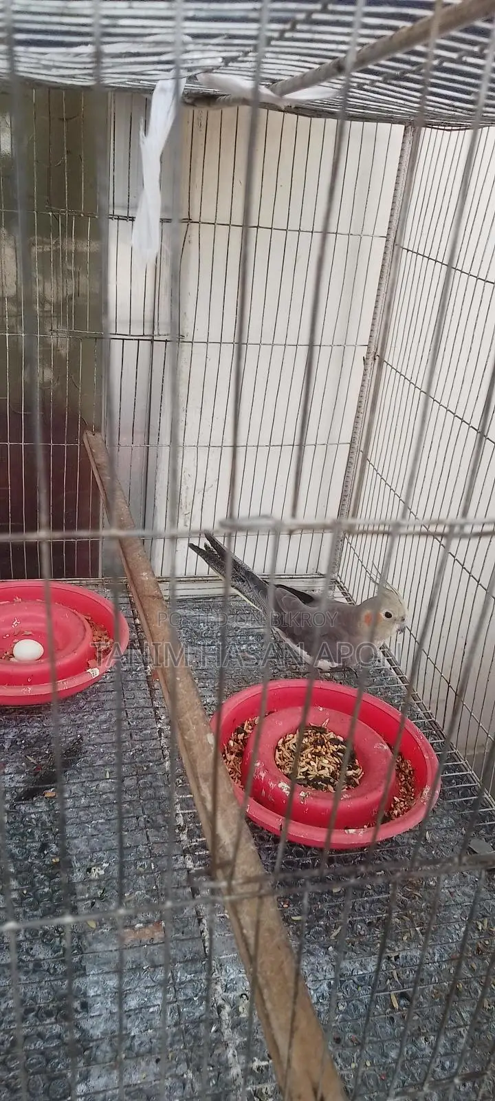 Adult Female Cockatiel Bird