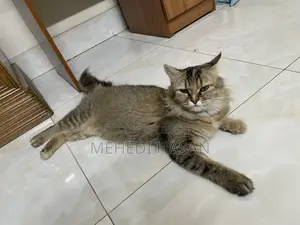 Persian Cat