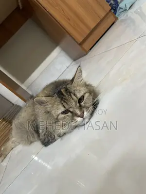Persian Cat