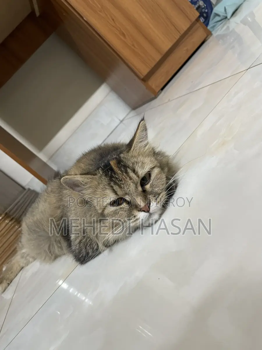 Persian Cat