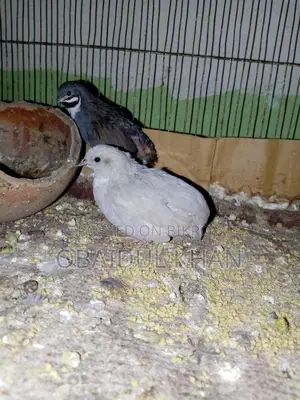 কিং কোয়েল