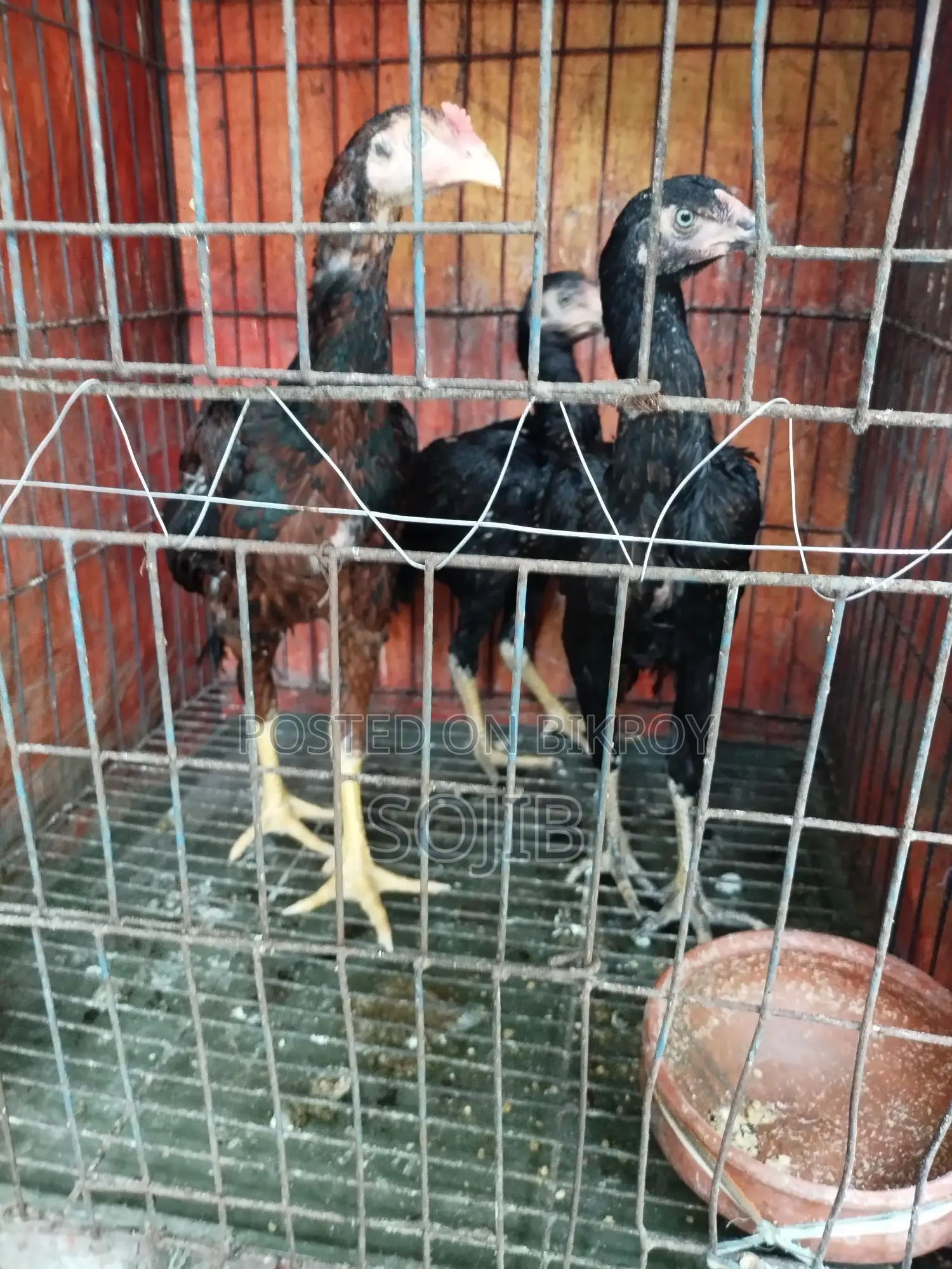 ফাইটার মোরগ মুরগি আসলি