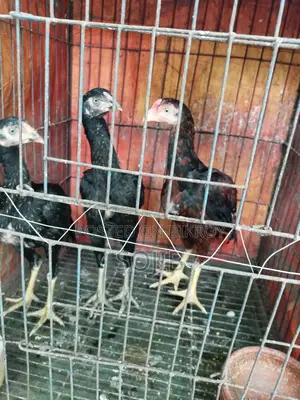 ফাইটার মোরগ মুরগি আসলি