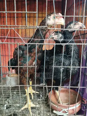 ফাইটার মোরগ মুরগি আসলি