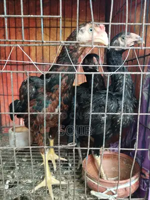 ফাইটার মোরগ মুরগি আসলি