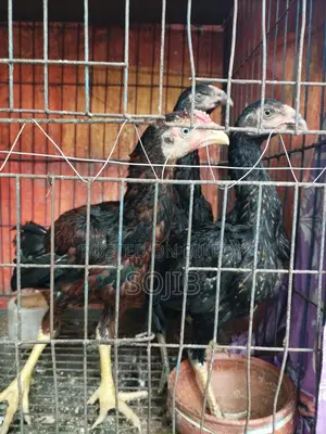 ফাইটার মোরগ মুরগি আসলি