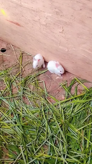 White Rabbit with Pink Eyes That Will Steal Your Heart