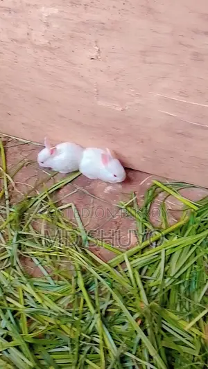 White Rabbit with Pink Eyes That Will Steal Your Heart