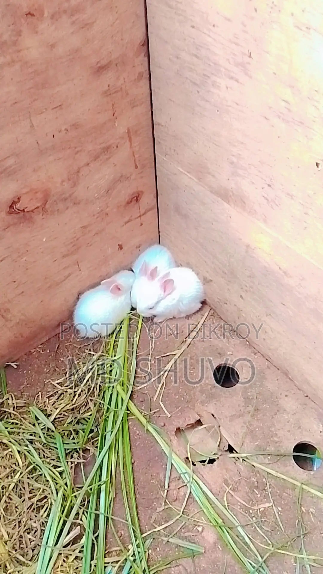 White Rabbit with Pink Eyes That Will Steal Your Heart