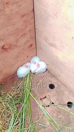 White Rabbit with Pink Eyes That Will Steal Your Heart