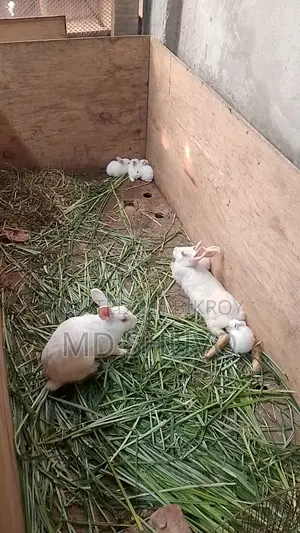 White Rabbit with Pink Eyes That Will Steal Your Heart