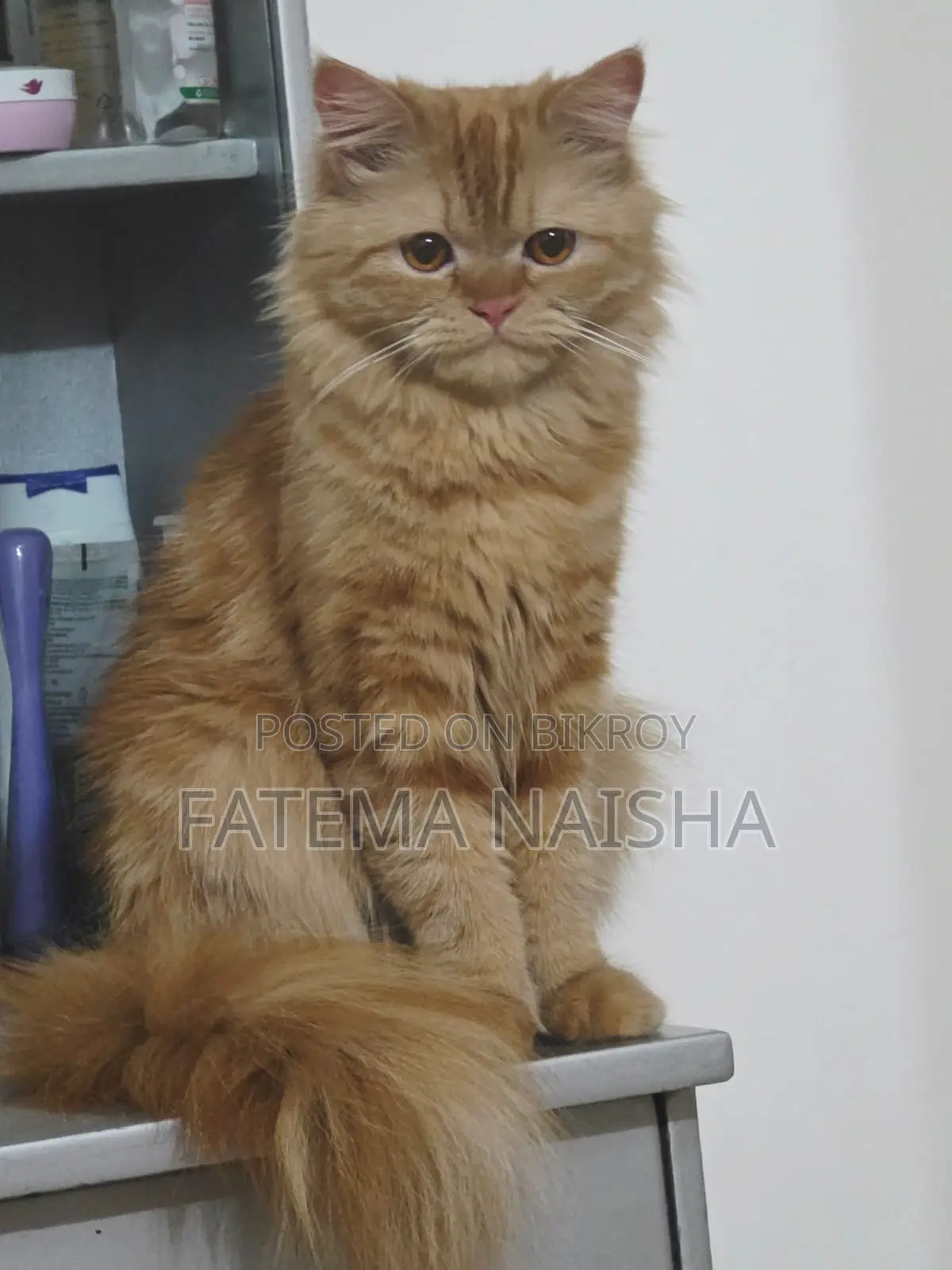 Traditional Persian New Adult Female