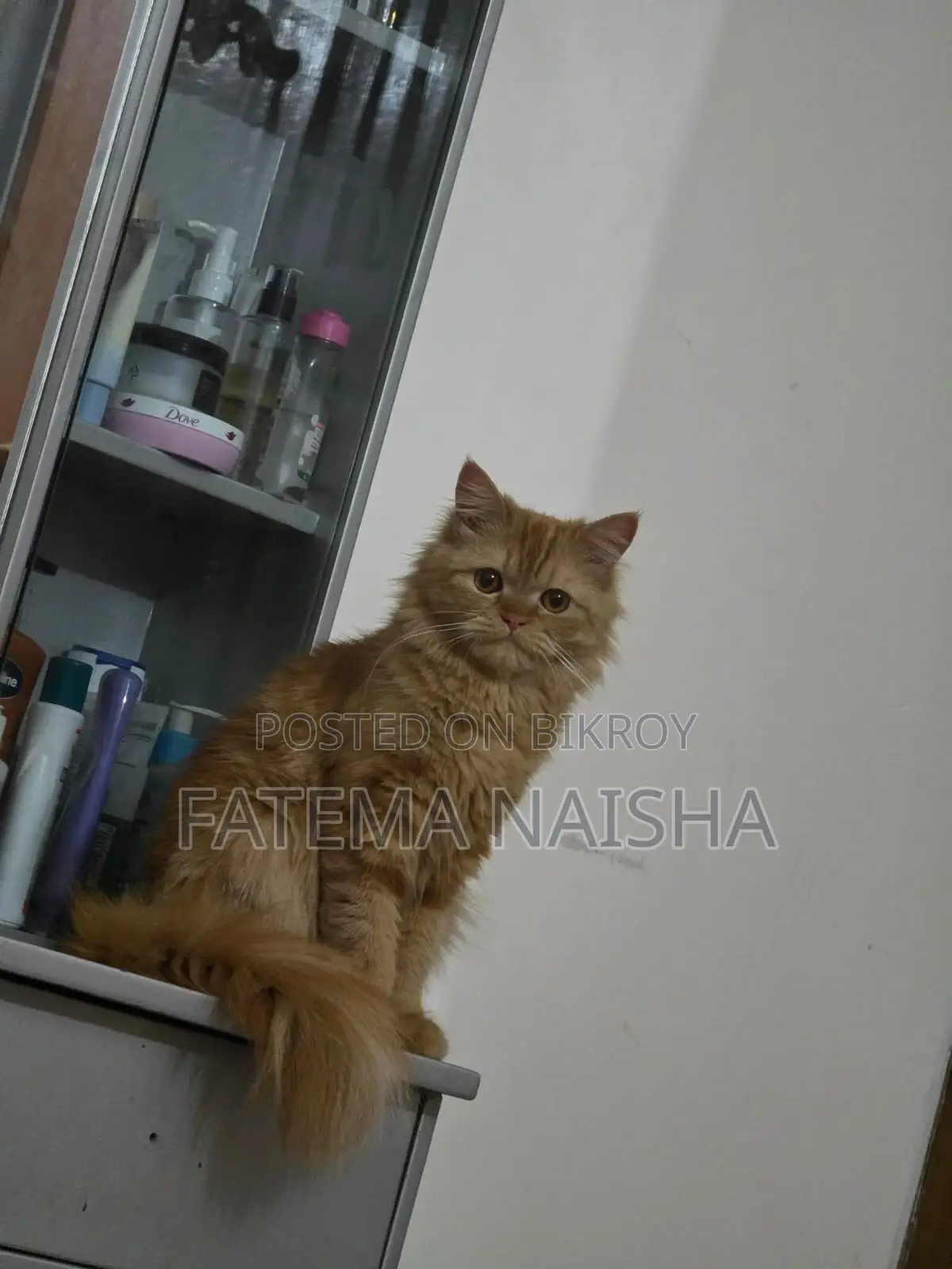 Traditional Persian New Adult Female