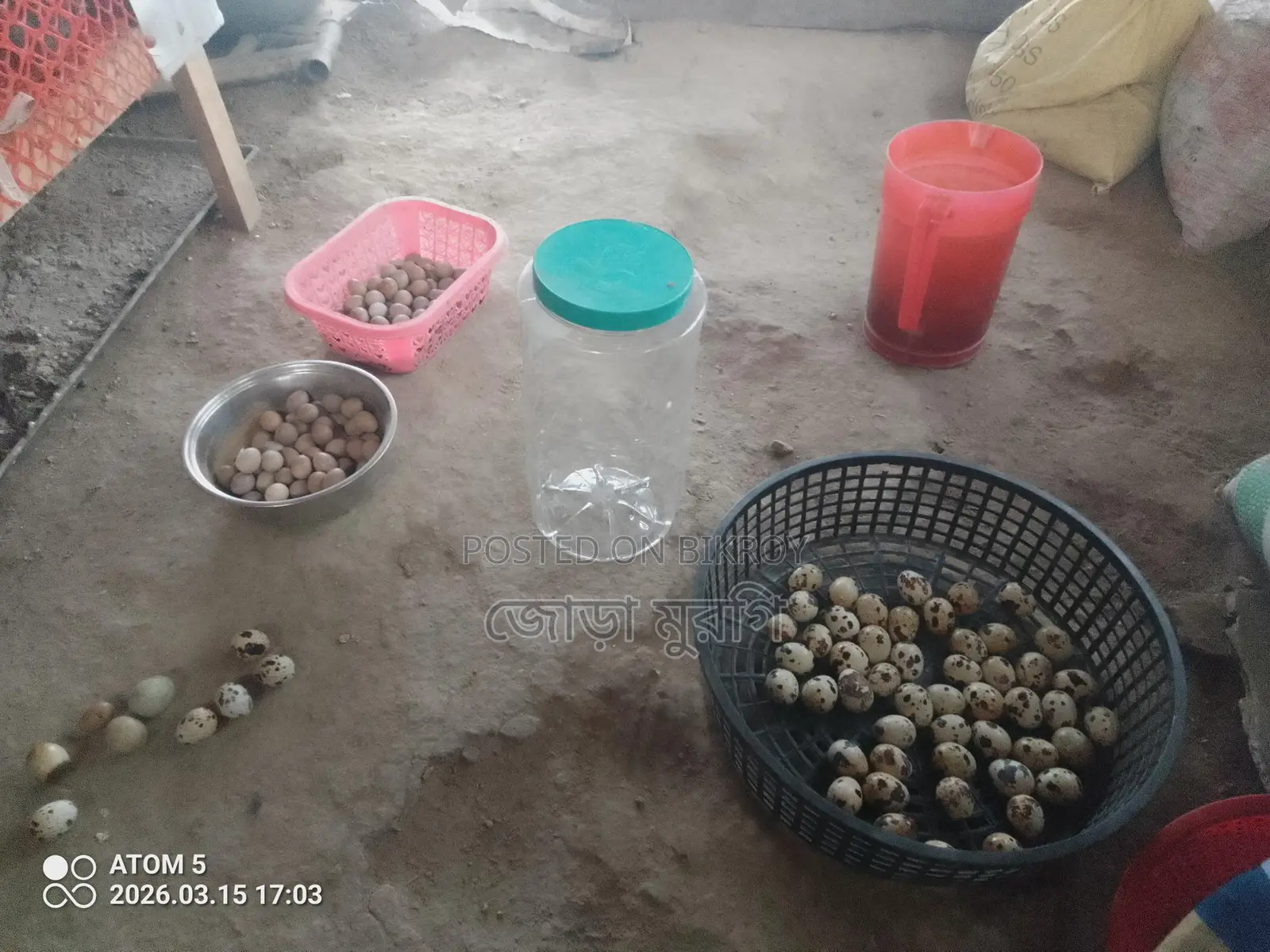 ইউরোপিয়ান হোয়াইট জায়েন্ট কর্টনিক্স