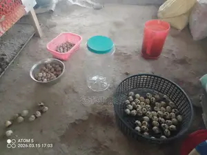 ইউরোপিয়ান হোয়াইট জায়েন্ট কর্টনিক্স