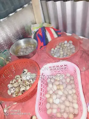 ইউরোপিয়ান হোয়াইট জায়েন্ট কর্টনিক্স