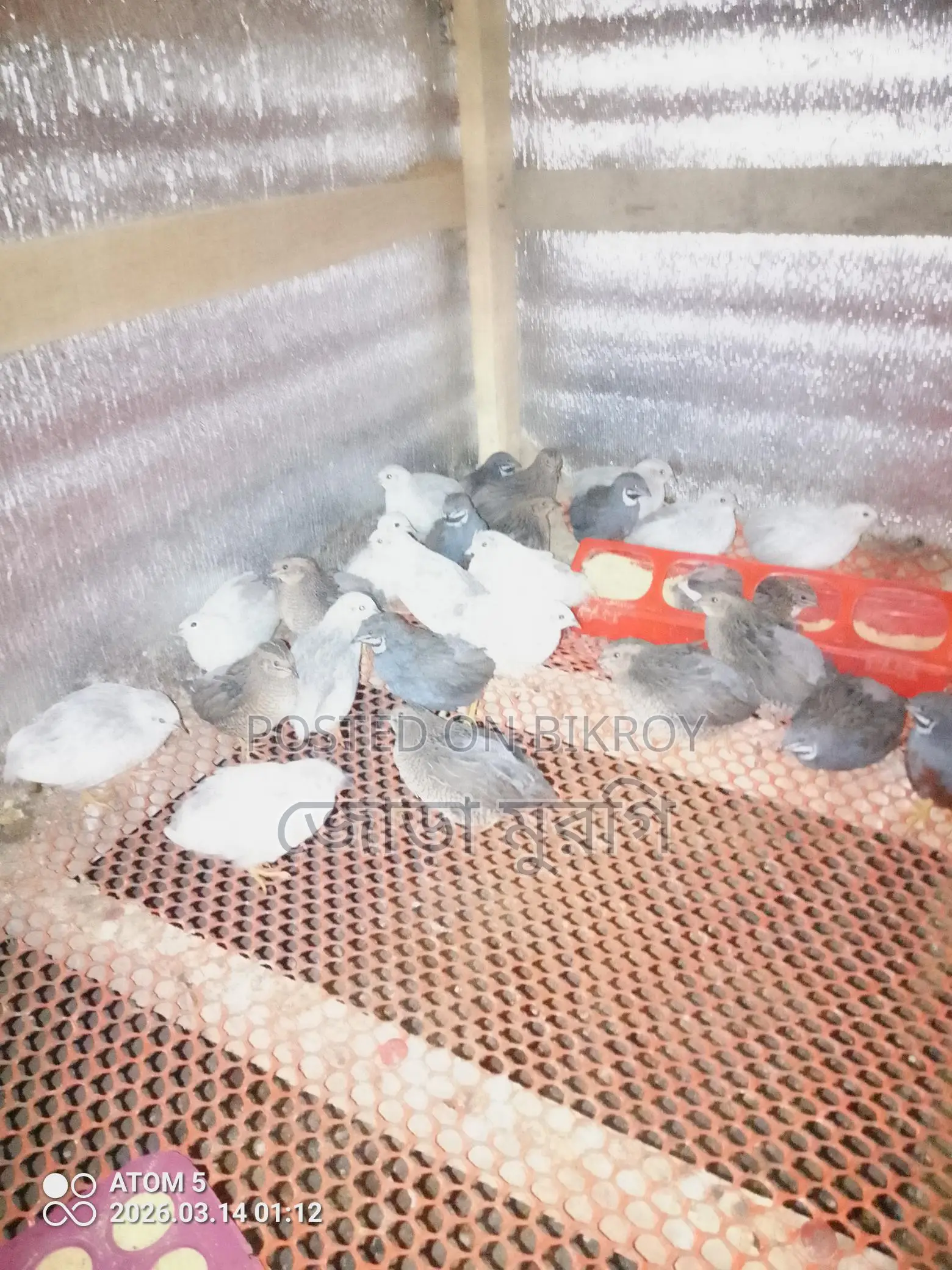 ইউরোপিয়ান হোয়াইট জায়েন্ট কর্টনিক্স