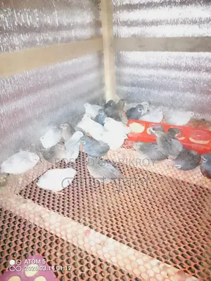 ইউরোপিয়ান হোয়াইট জায়েন্ট কর্টনিক্স