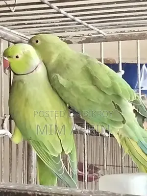 ইন্ডিয়ান রিংনেক