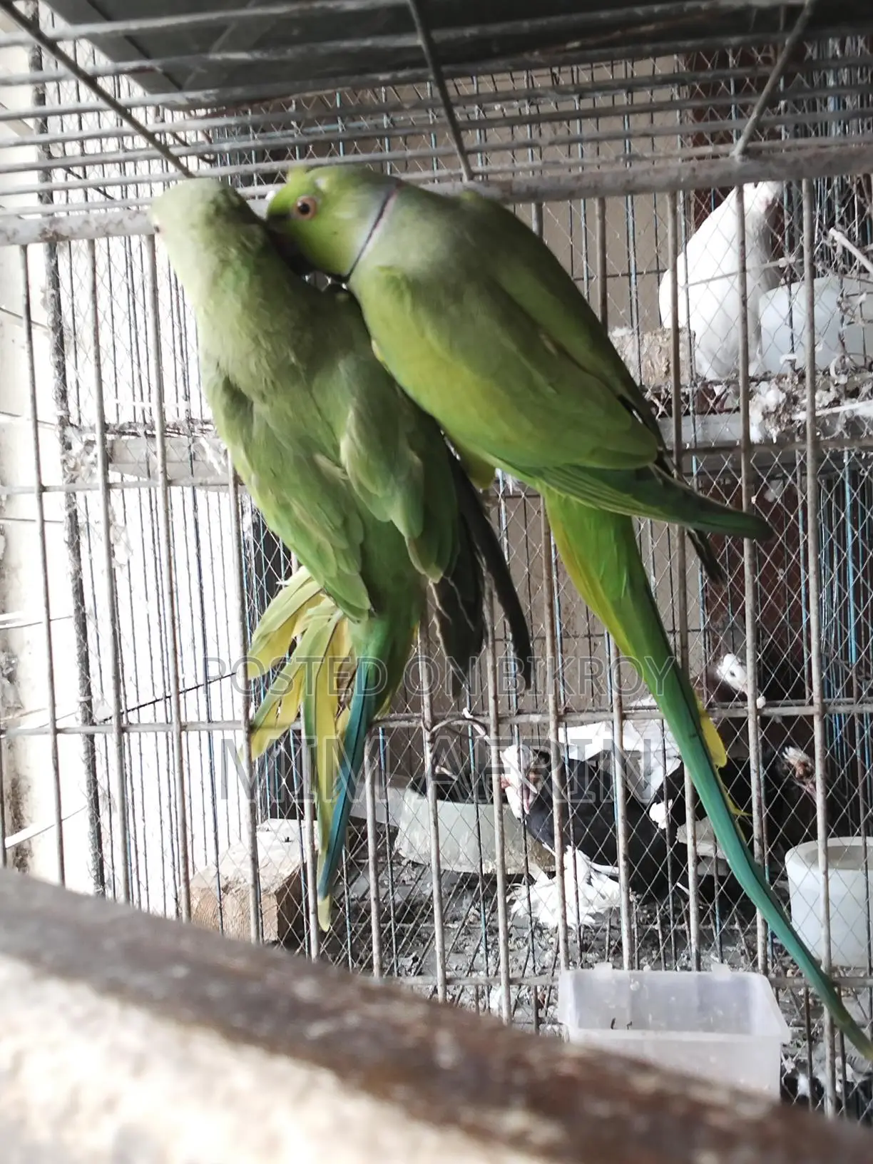Indian Ringneck
