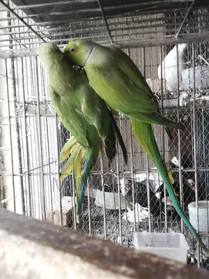 Indian Ringneck