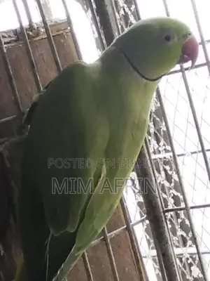 Indian Ringneck