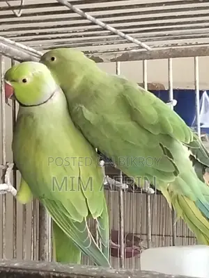 Indian Ringneck