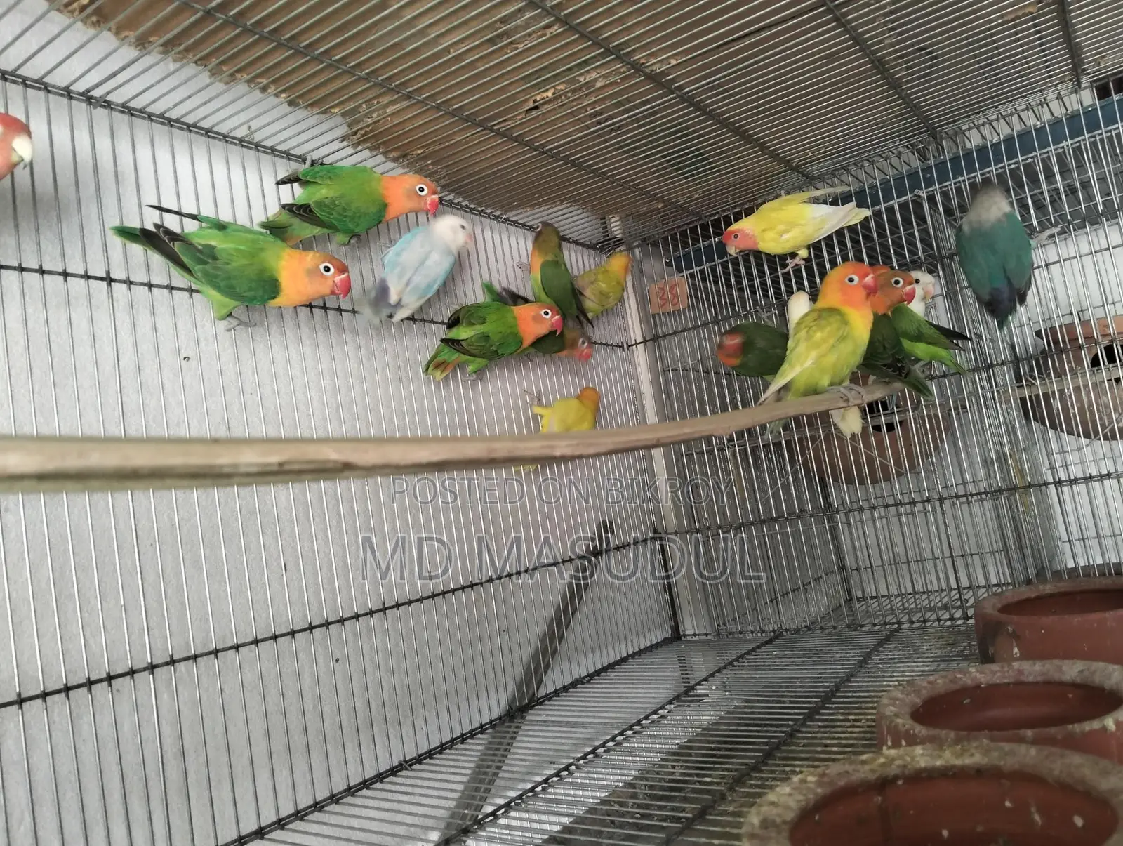 Love Bird