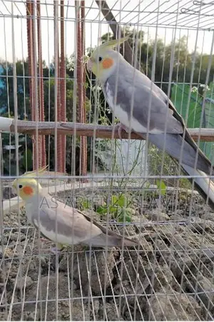 Healthy and Beautiful Bird, 13+ Months Old