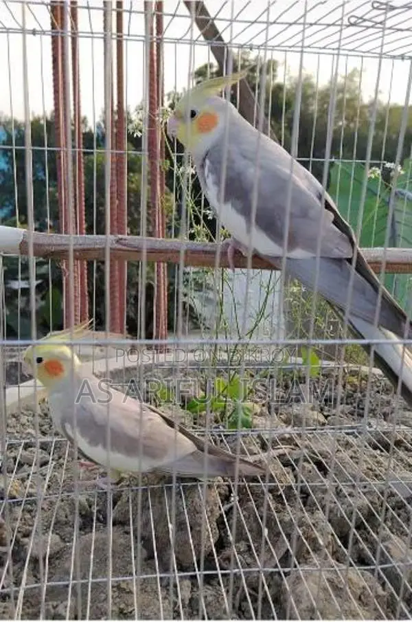 Healthy and Beautiful Bird, 13+ Months Old