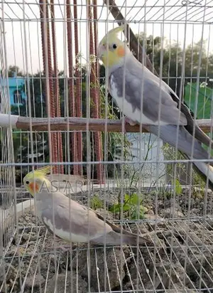 Healthy and Beautiful Bird, 13+ Months Old