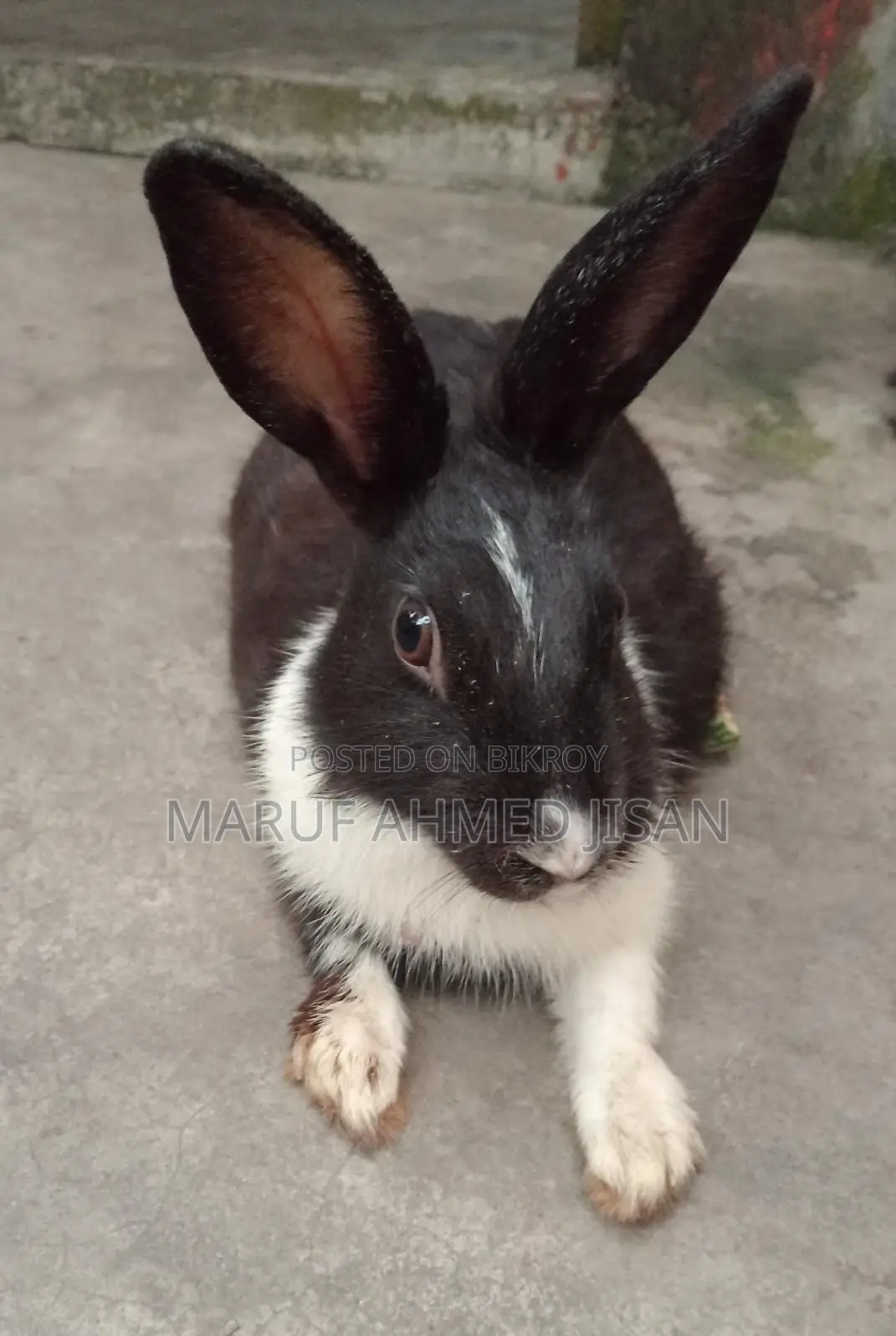 Attractive 4-Month-Old Healthy Rabbit for Sale