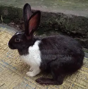 Attractive 4-Month-Old Healthy Rabbit for Sale
