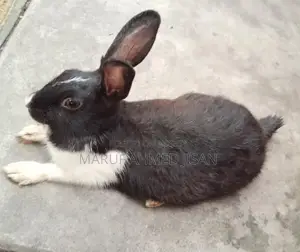 Attractive 4-Month-Old Healthy Rabbit for Sale