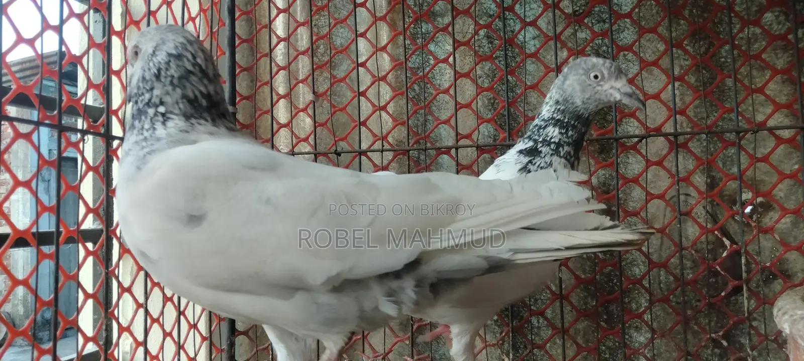 Pigeons for sale