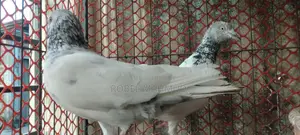 Pigeons for sale