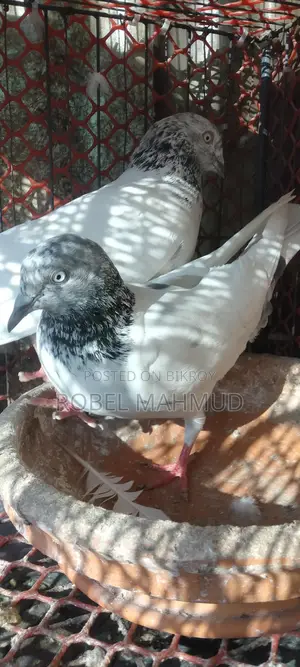 Pigeons for sale