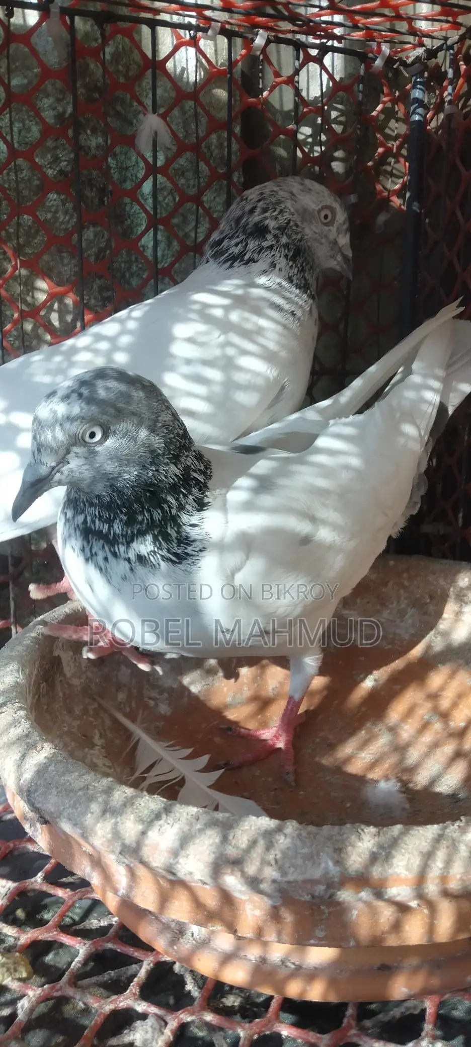 Pigeons for sale