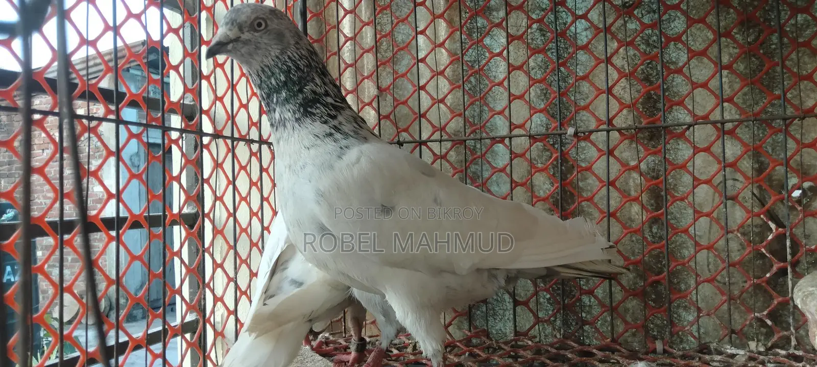 Pigeons for sale