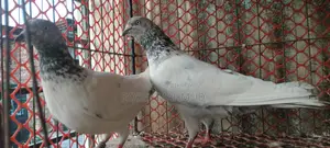 Pigeons for sale